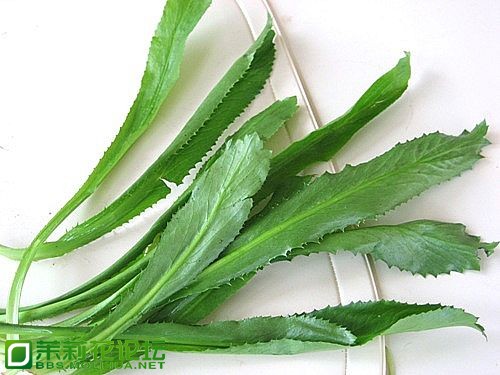 鱼生草 的学名-吃喝玩乐-横县网