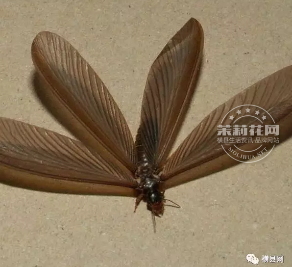 横县人快来围观这只浅褐色长翅膀的漂亮虫子!