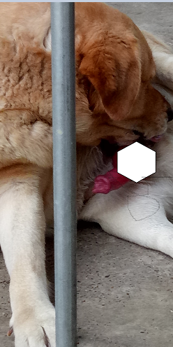 出售一只黑色拉布拉多成年母犬 价格便宜