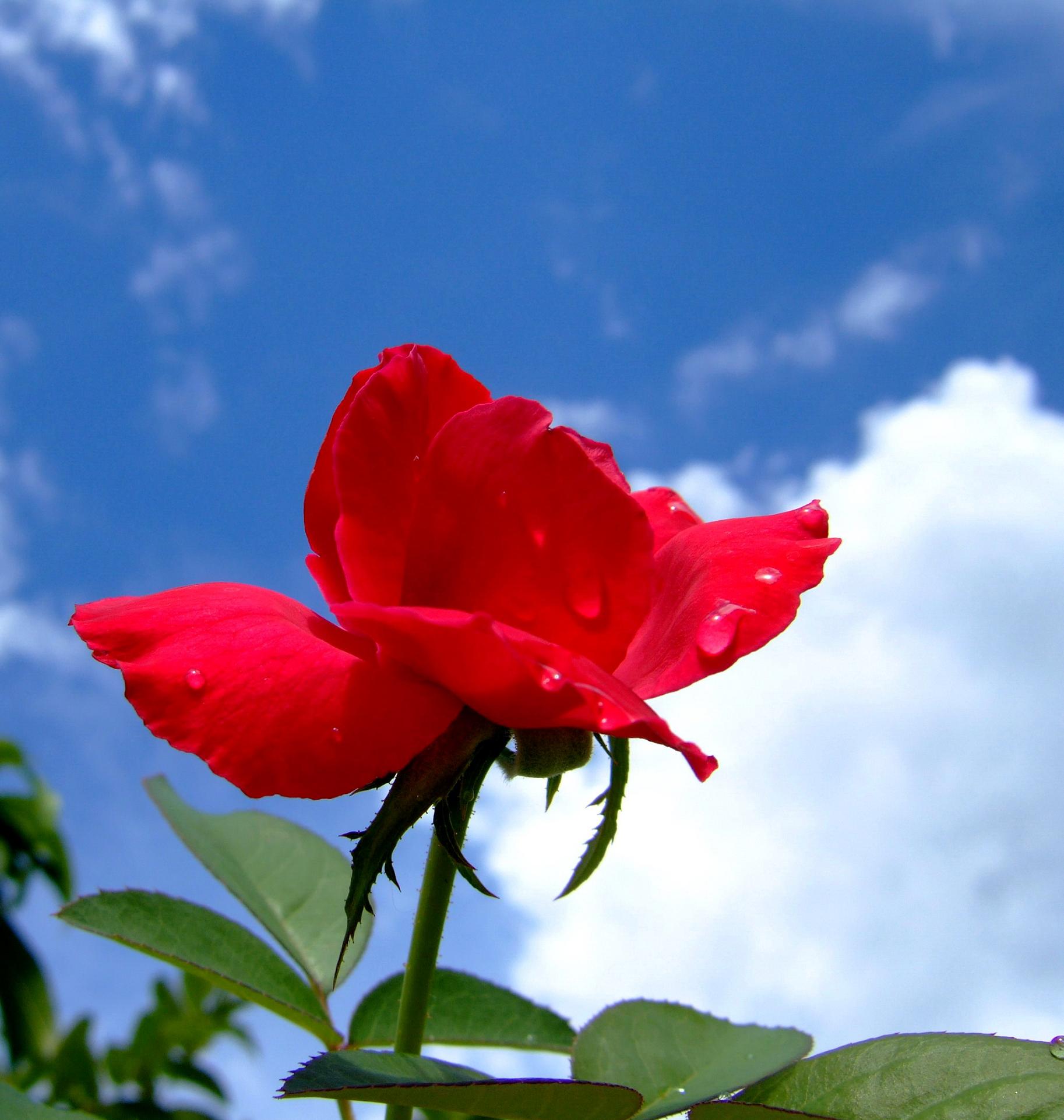  原创>送你一朵玫瑰花.
