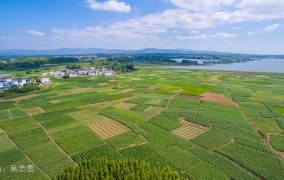 为推广横县甜玉米，辗转校椅多处种植基地！