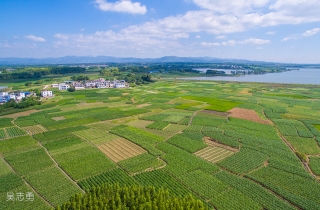 为推广横县甜玉米，辗转校椅多处种植基地！