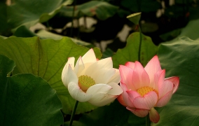 荷花