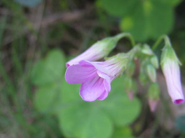 IMG_4991.JPG