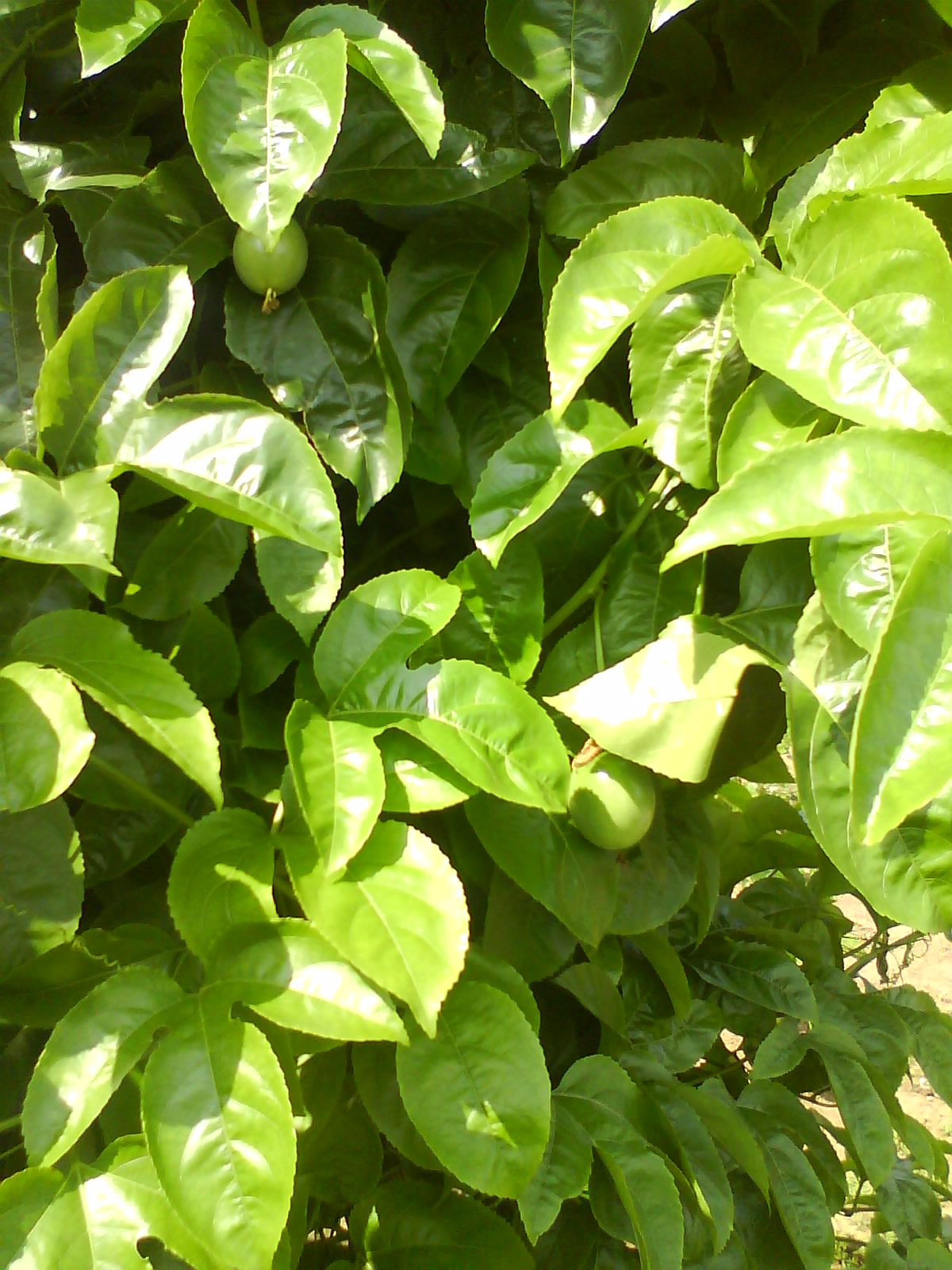 DSC02119.JPG