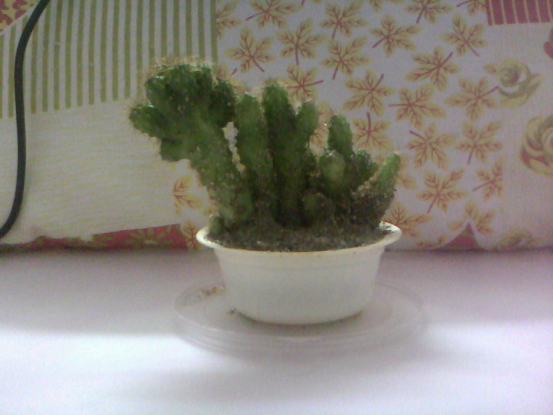 20100726D002.jpg