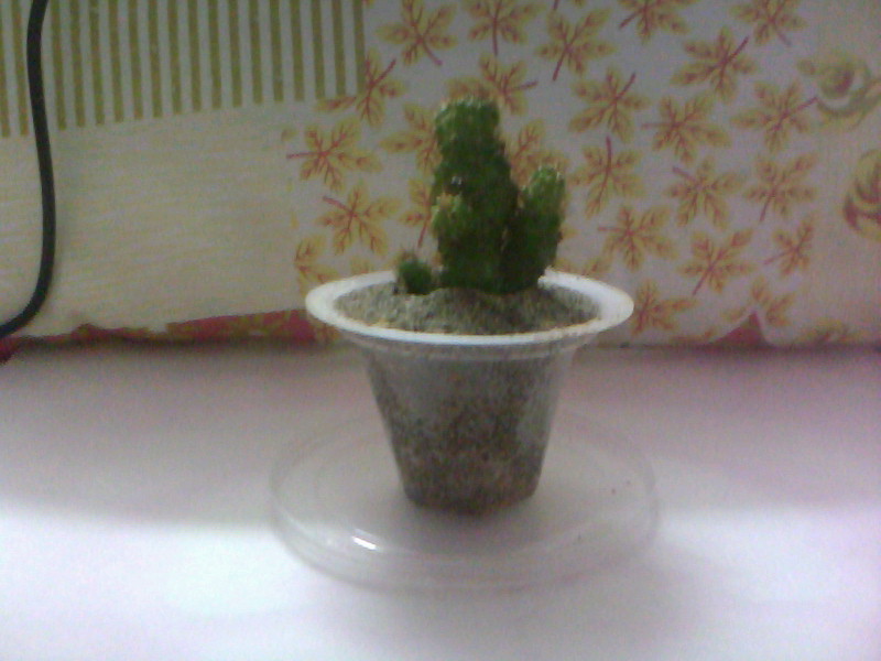 20100726D003.jpg