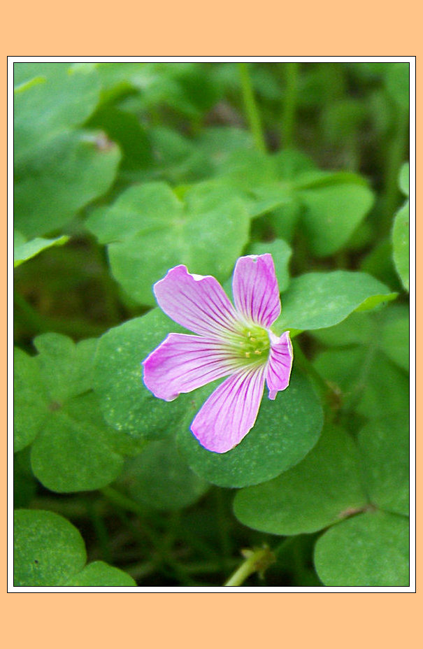 2010618049297.jpg