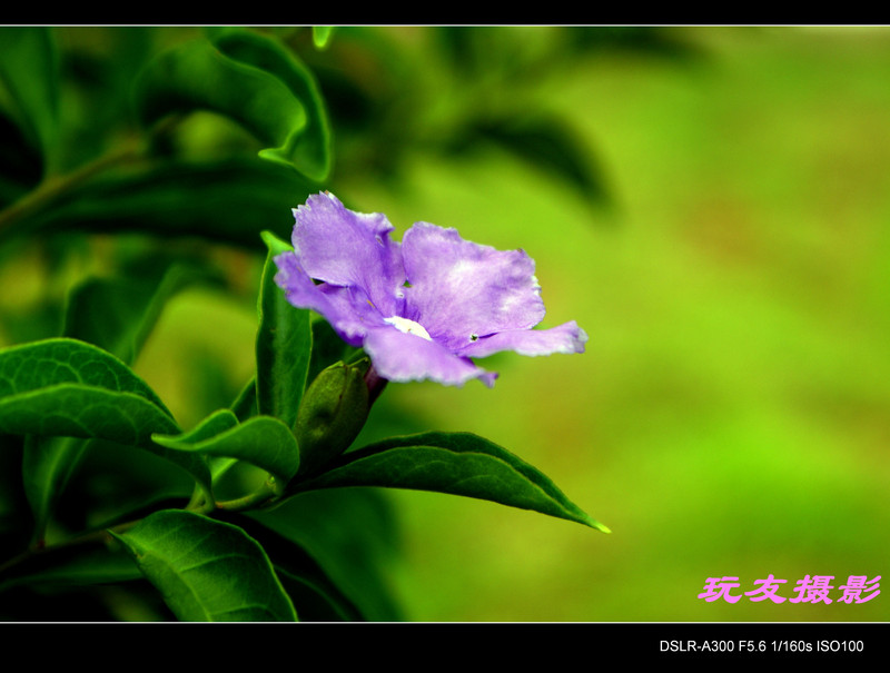 a7353806_s.jpg