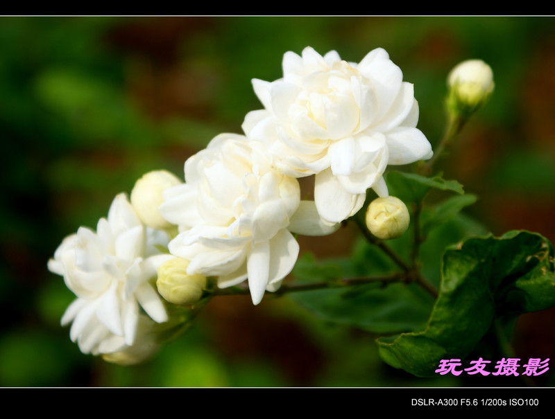 a7353843_s.jpg