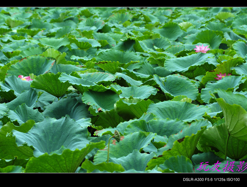 a7426754_s.jpg
