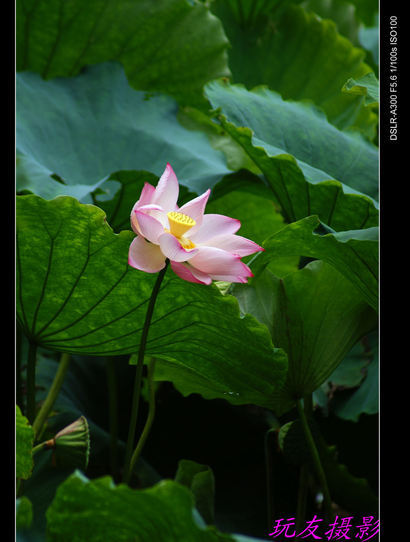 a7426659_s.jpg