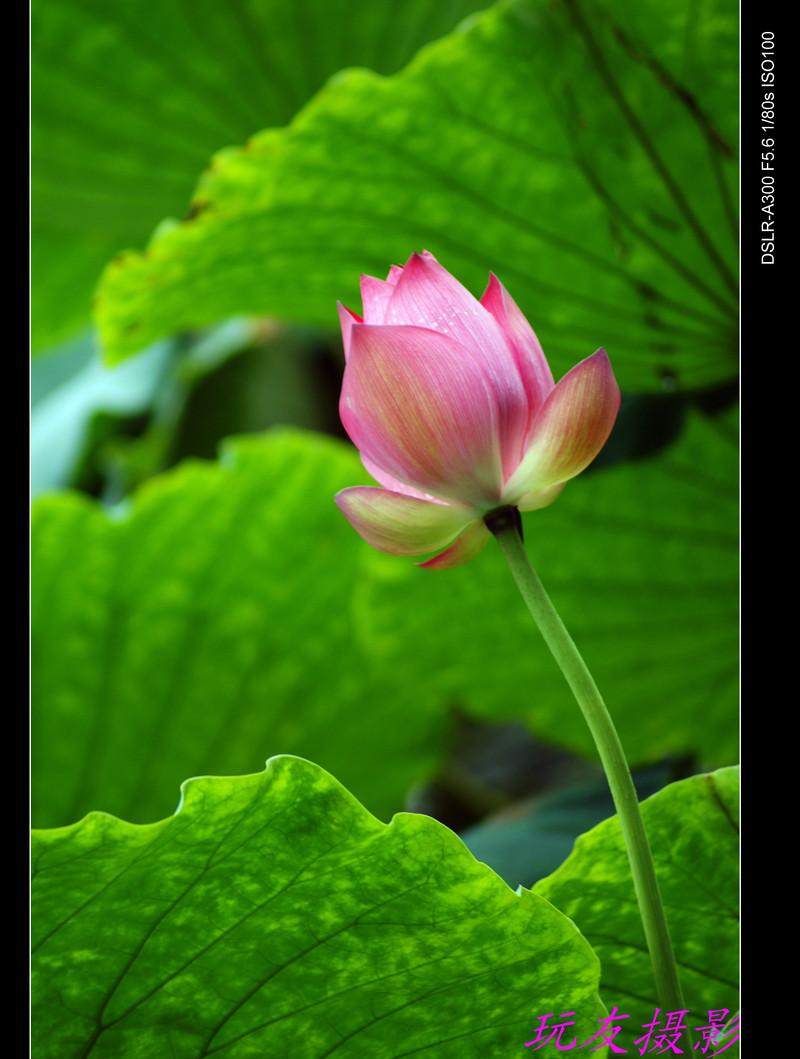 a7426671_s.jpg