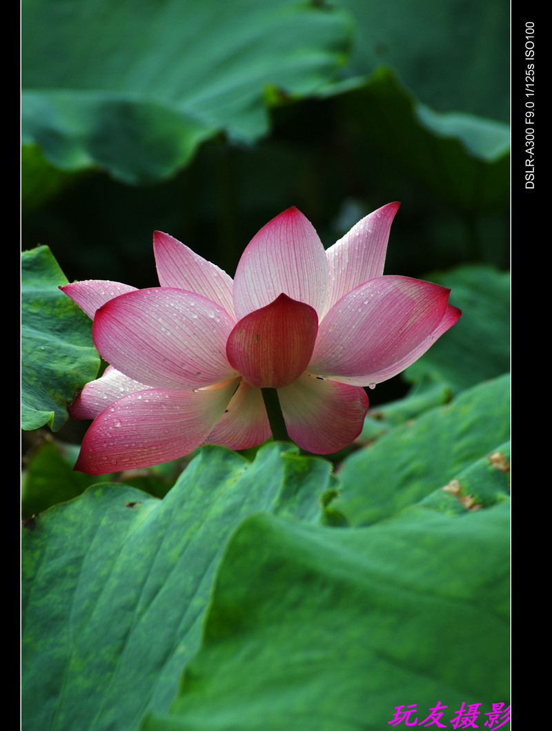 a7434280_s.jpg