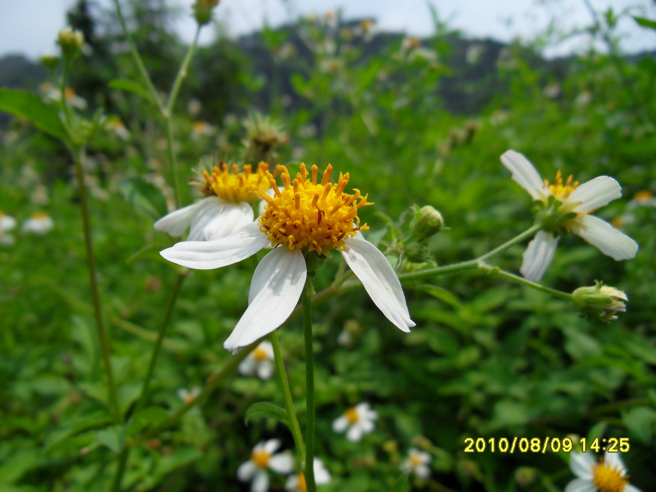 SDC14489.jpg