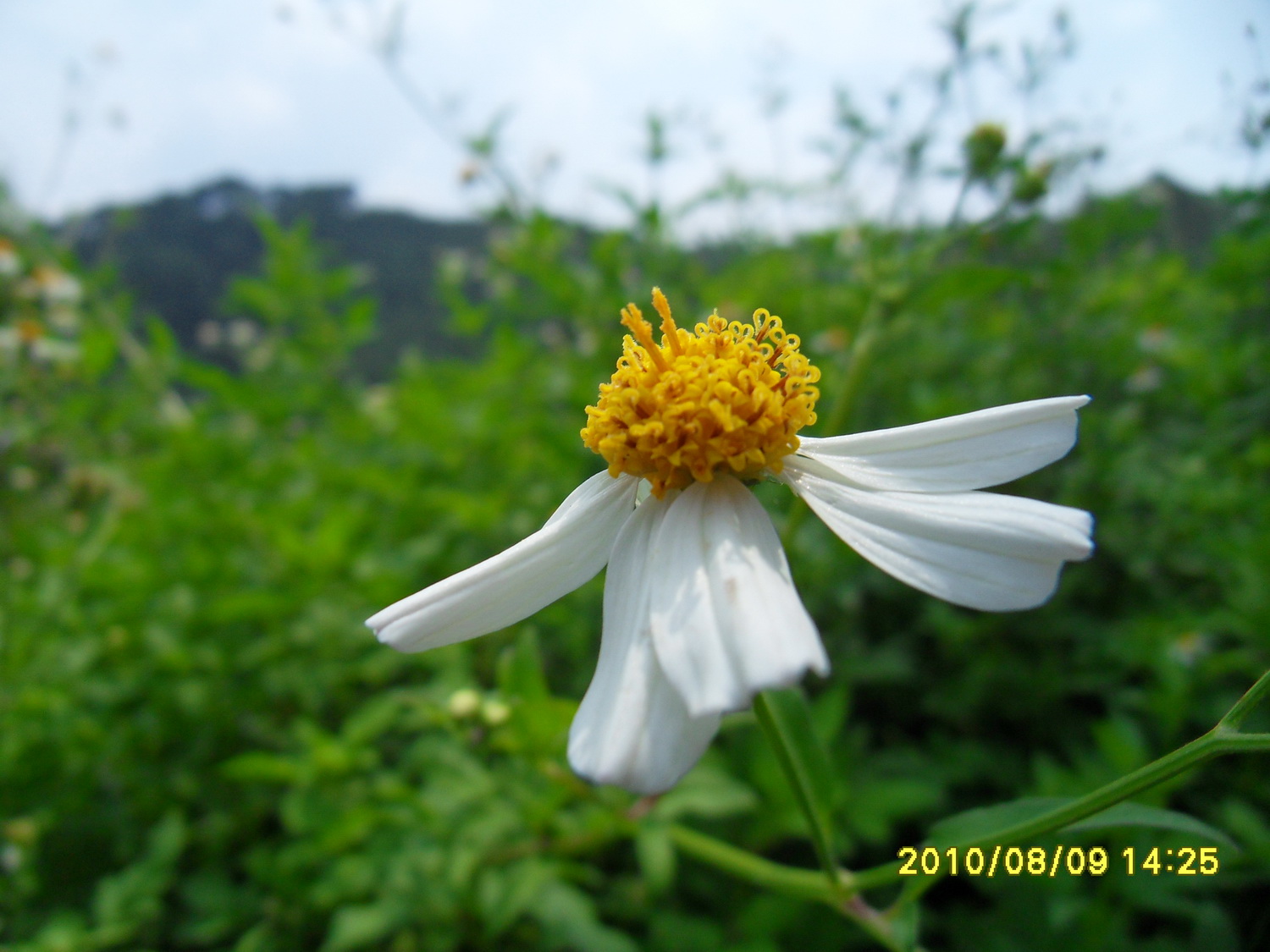 SDC14490.jpg