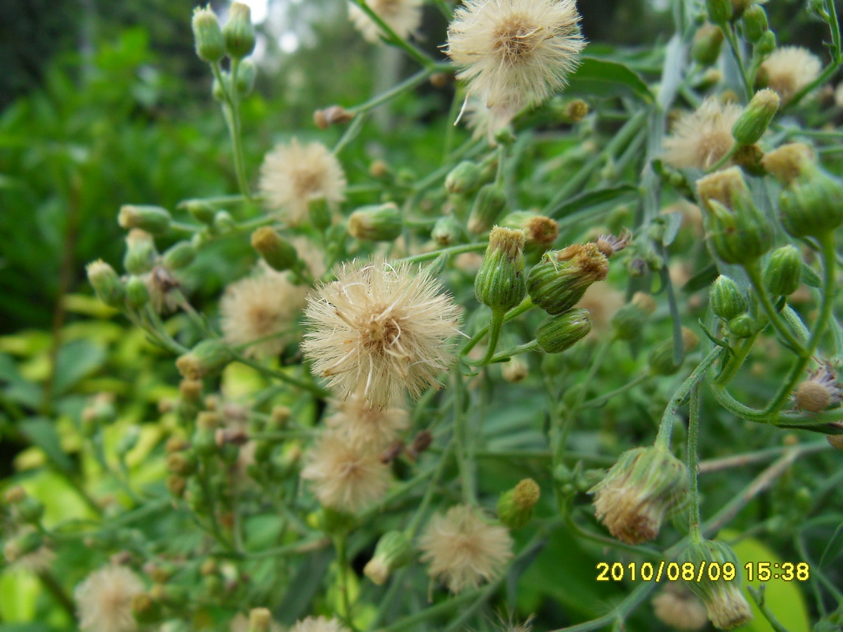 SDC14563.jpg