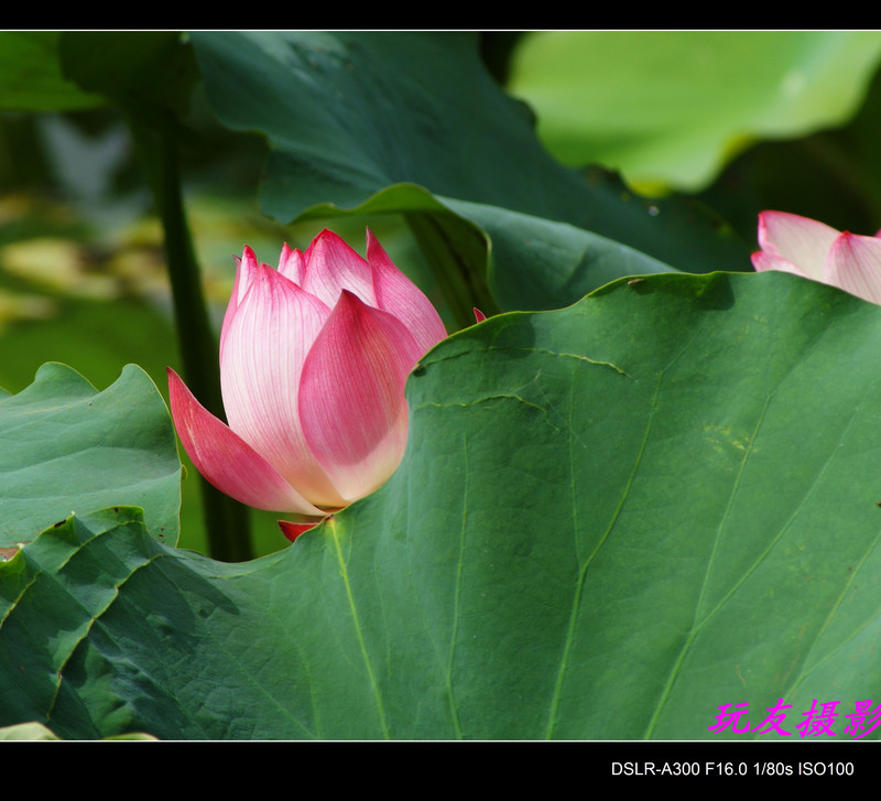 a7442042_s.jpg