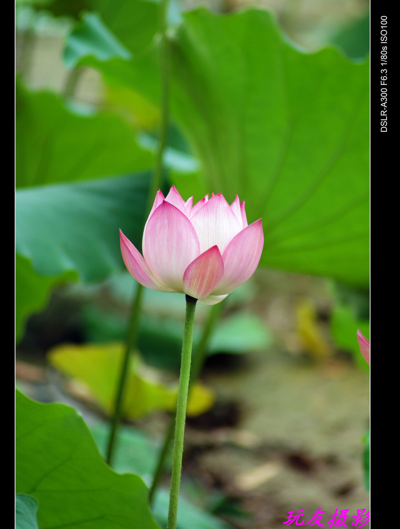 a7442040_s.jpg