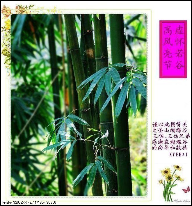 DSCF0617a.jpg
