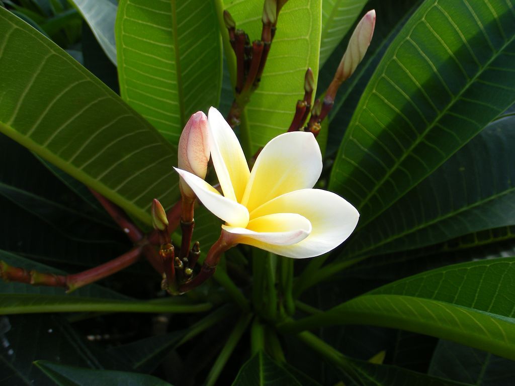 DSCF0012.JPG