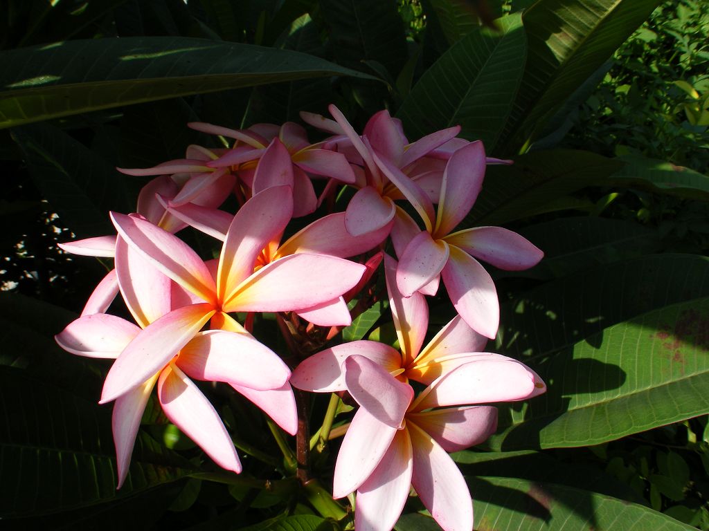 DSCF0020.JPG