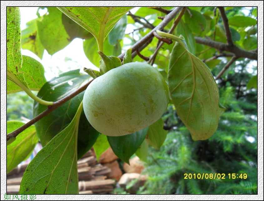 SDC14150_conew1.jpg