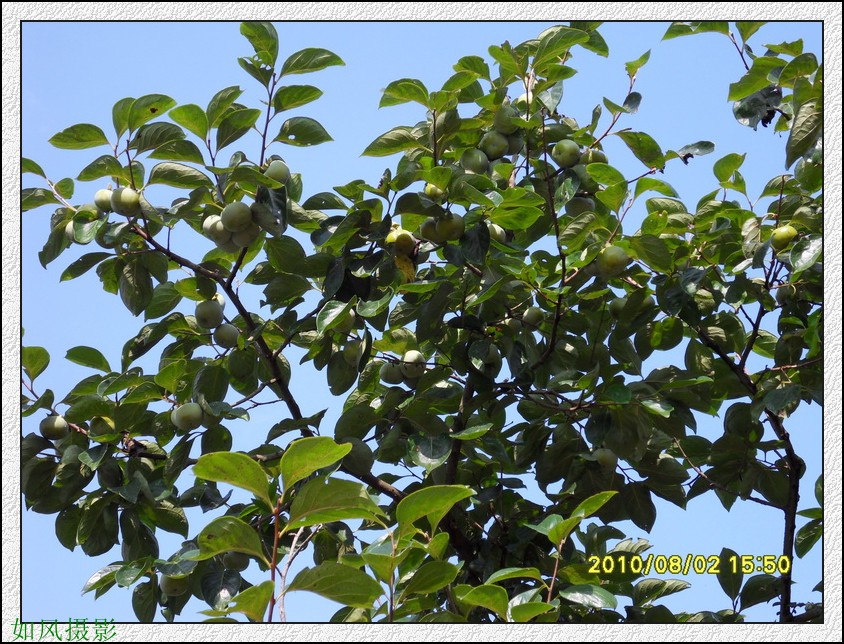 SDC14156_conew1.jpg