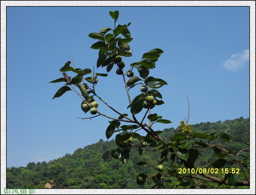 SDC14160_conew1.jpg