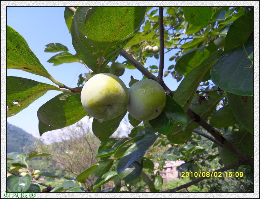 SDC14185_conew1.jpg
