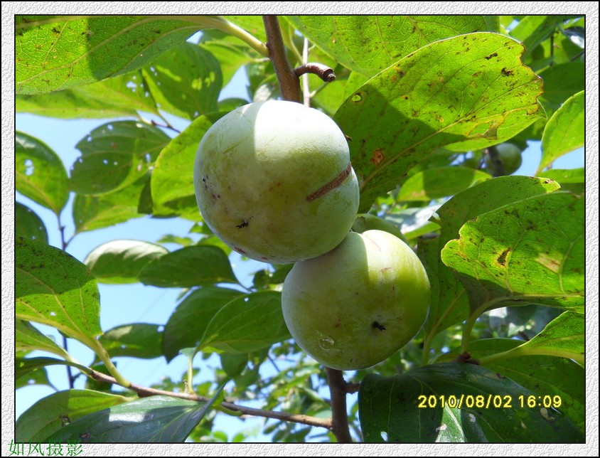 SDC14186_conew1.jpg