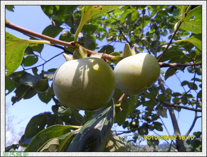 SDC14192_conew1.jpg