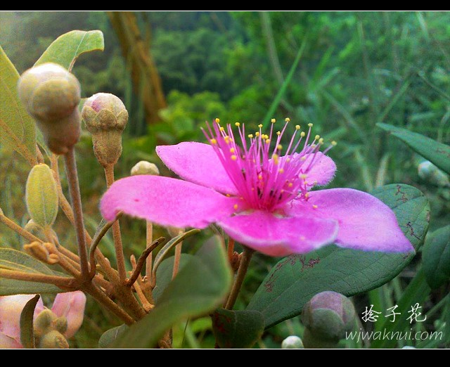 捻子花.jpg