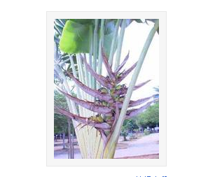 旅人蕉2.png