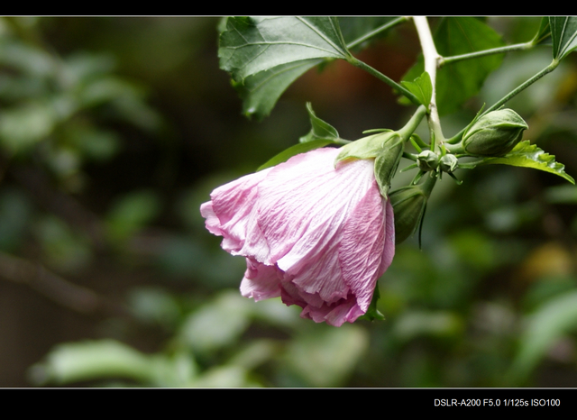 DSC00589.jpg