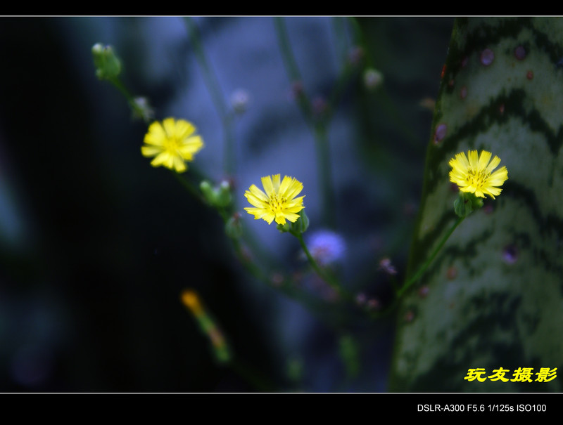 a7550679_s.jpg