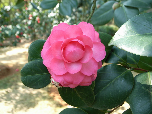 2009216113037217.jpg