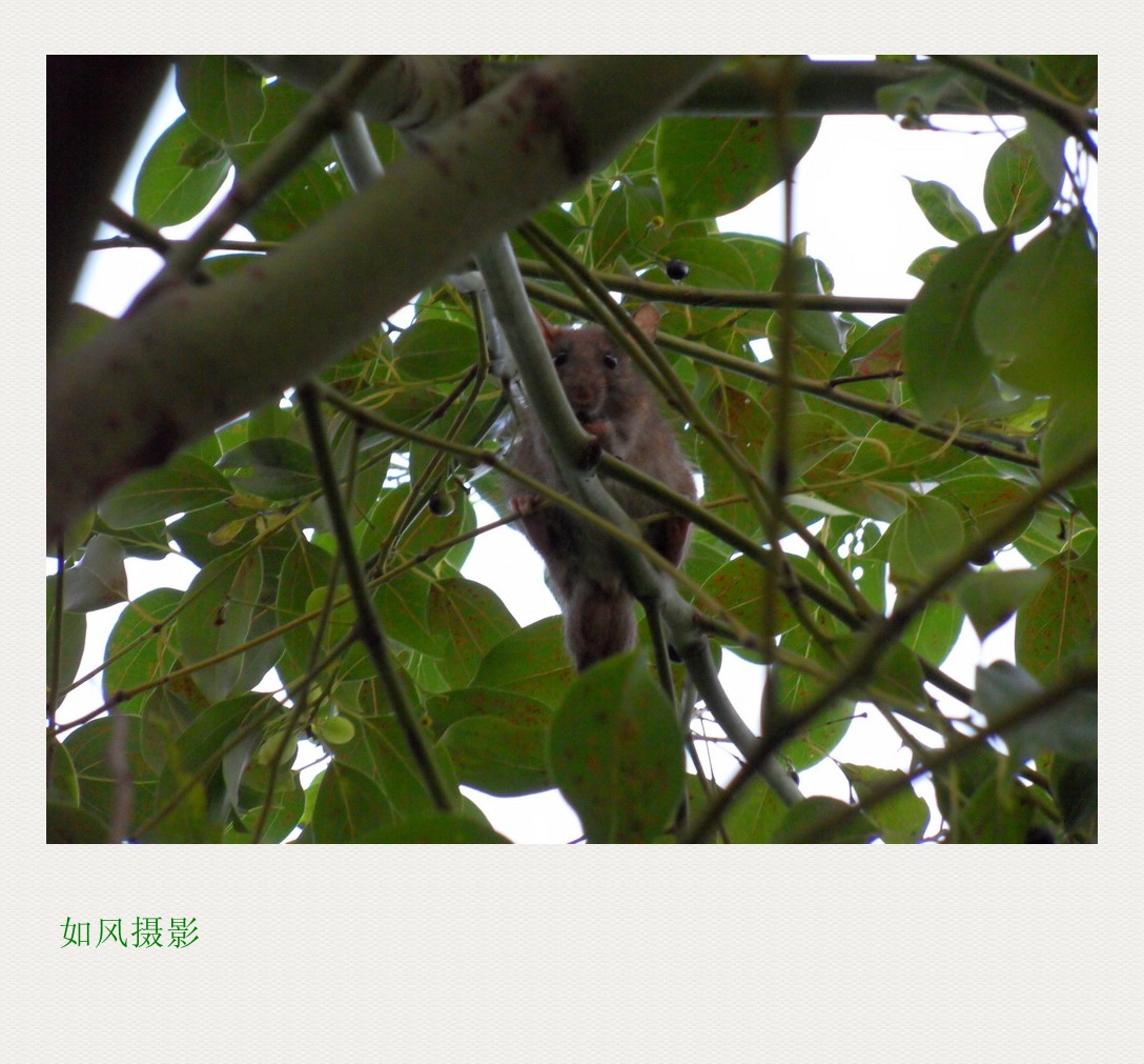 SDC17016_conew1.jpg