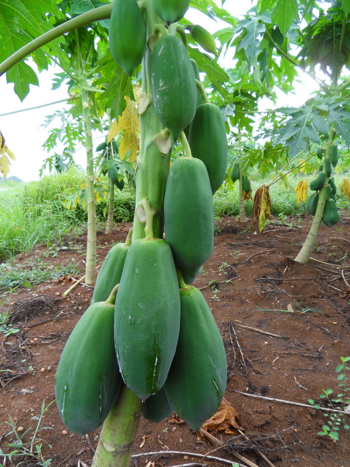 SDC15564.jpg
