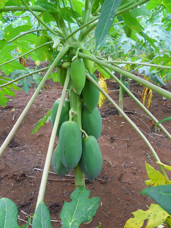 SDC15568.jpg