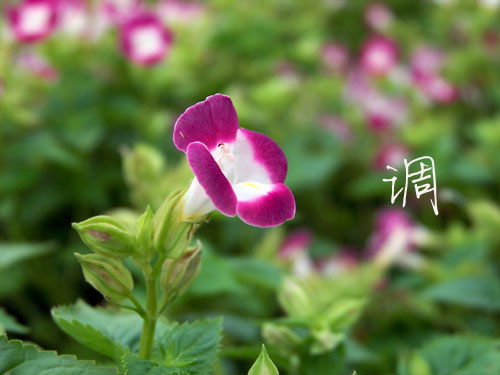 100_5259.jpg