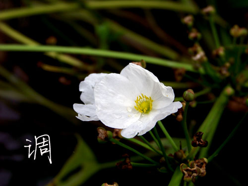 100_5243.jpg