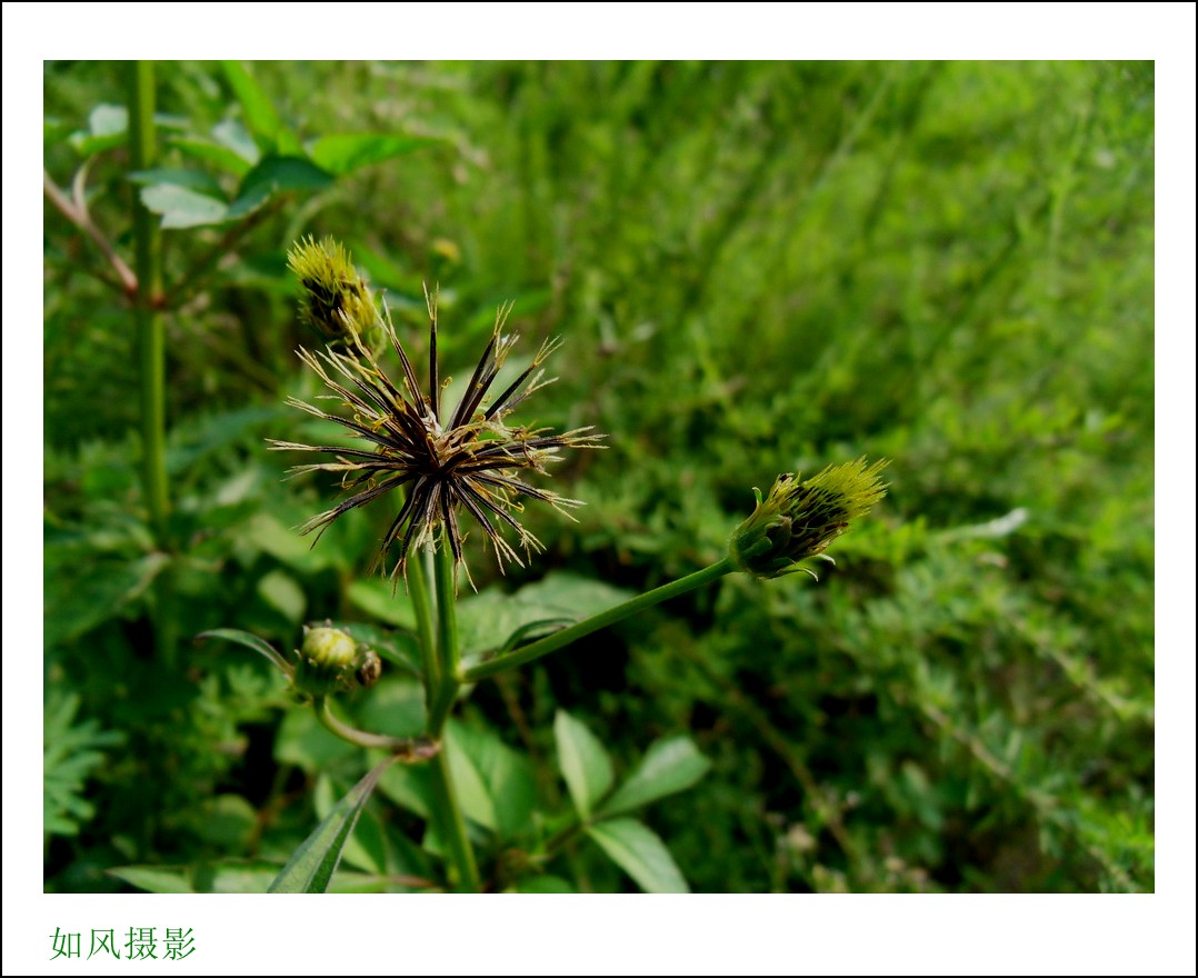 SDC16383_conew1.jpg