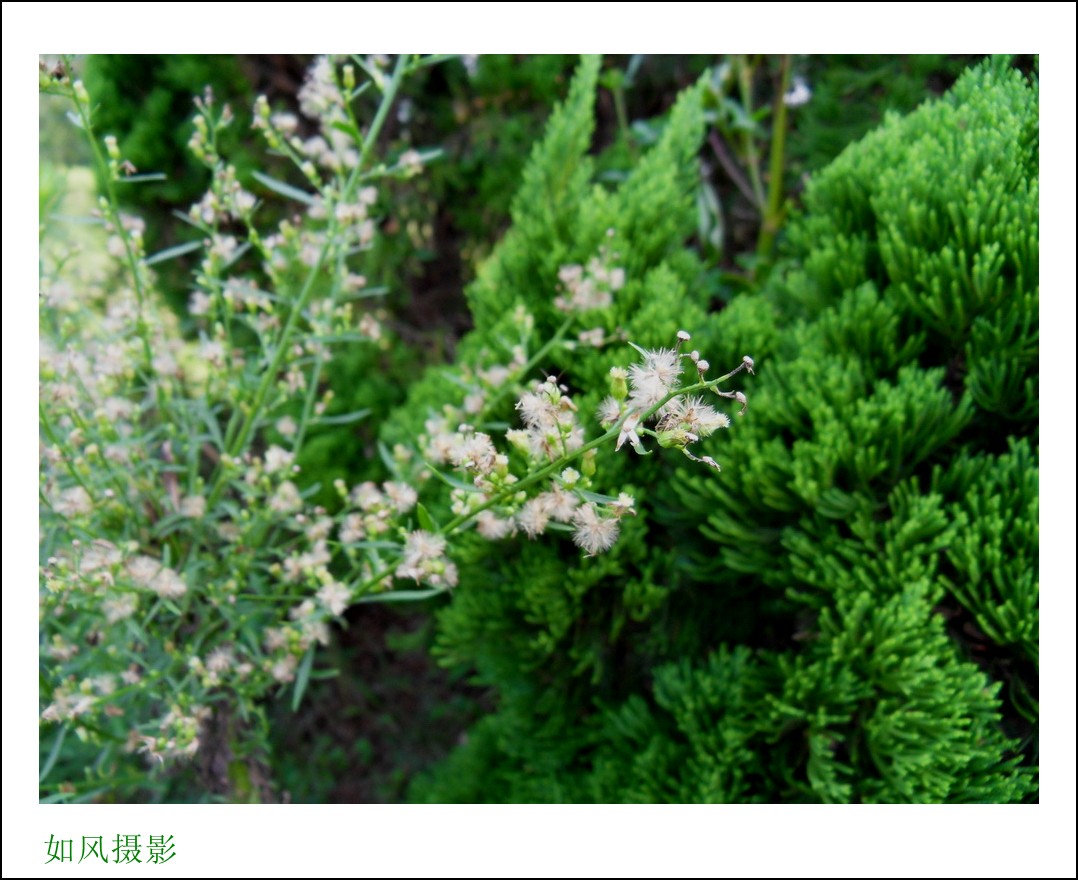SDC16386_conew1.jpg