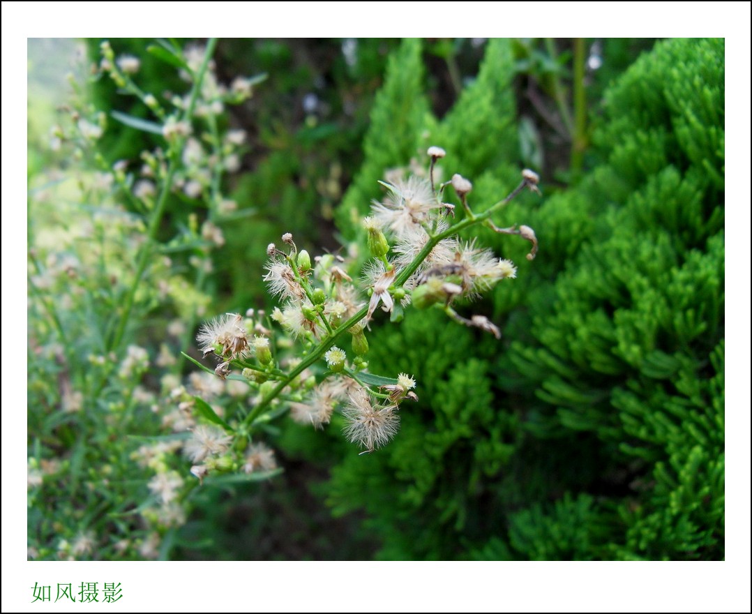 SDC16387_conew1.jpg