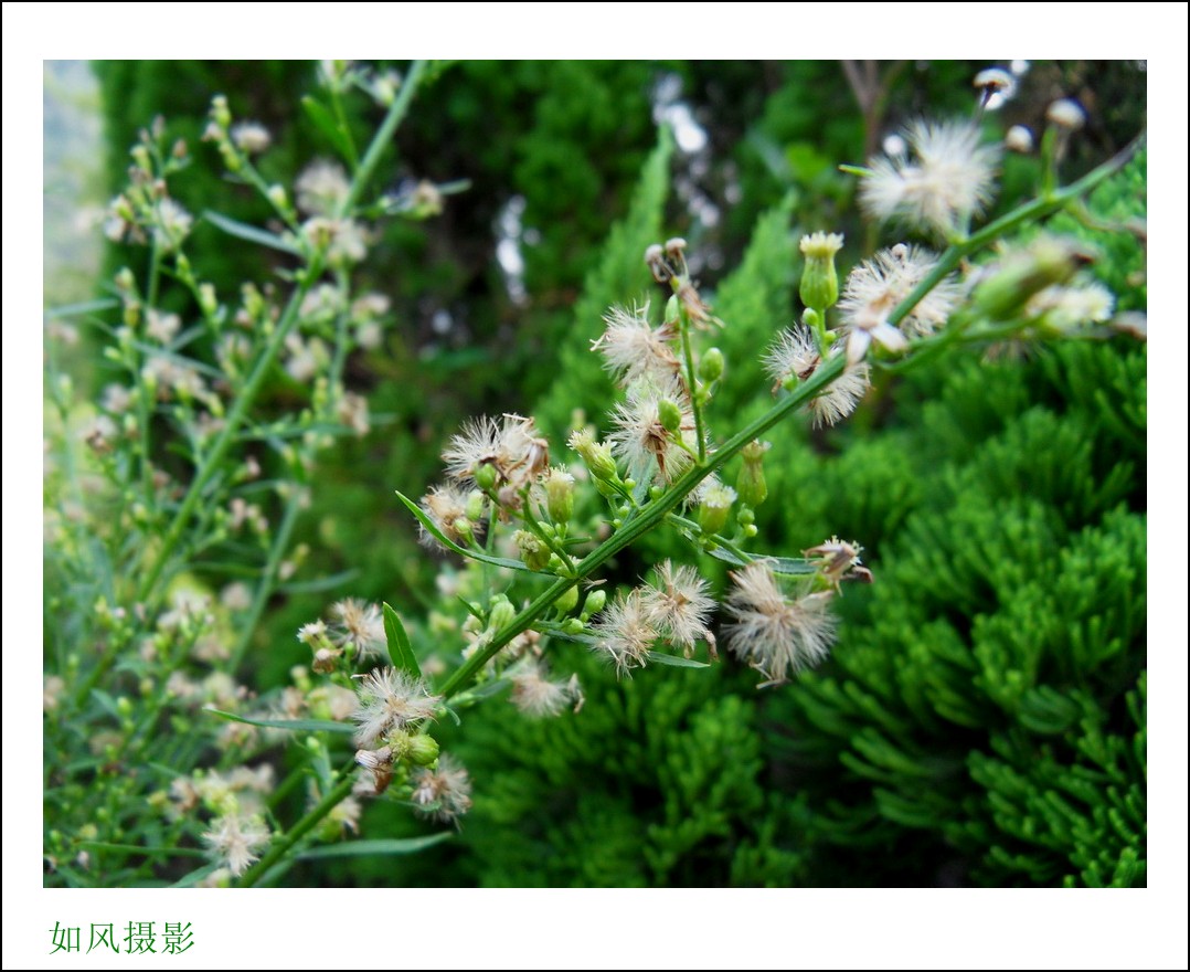 SDC16388_conew1.jpg
