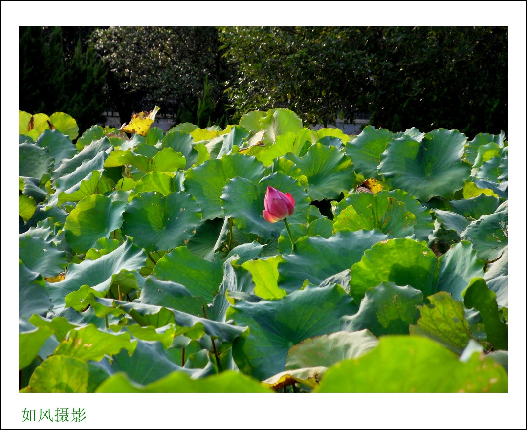 SDC16390_conew1.jpg
