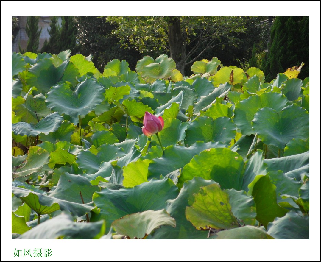 SDC16392_conew1.jpg