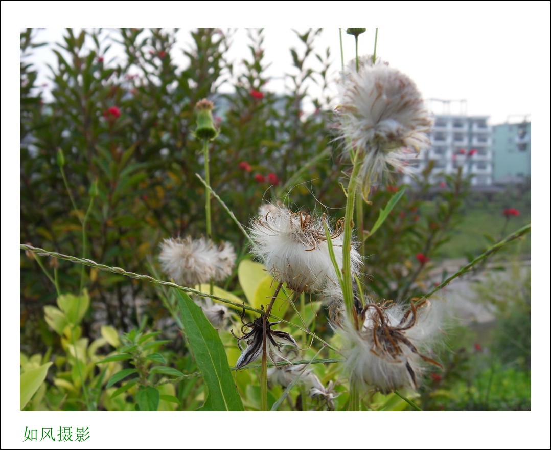 SDC16978_conew1.jpg