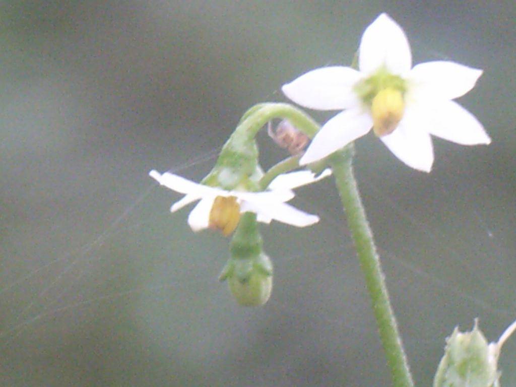 11小小花朵结硕果.JPG
